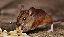 24 Hour & Emergency Exterminators in North Windham, ME